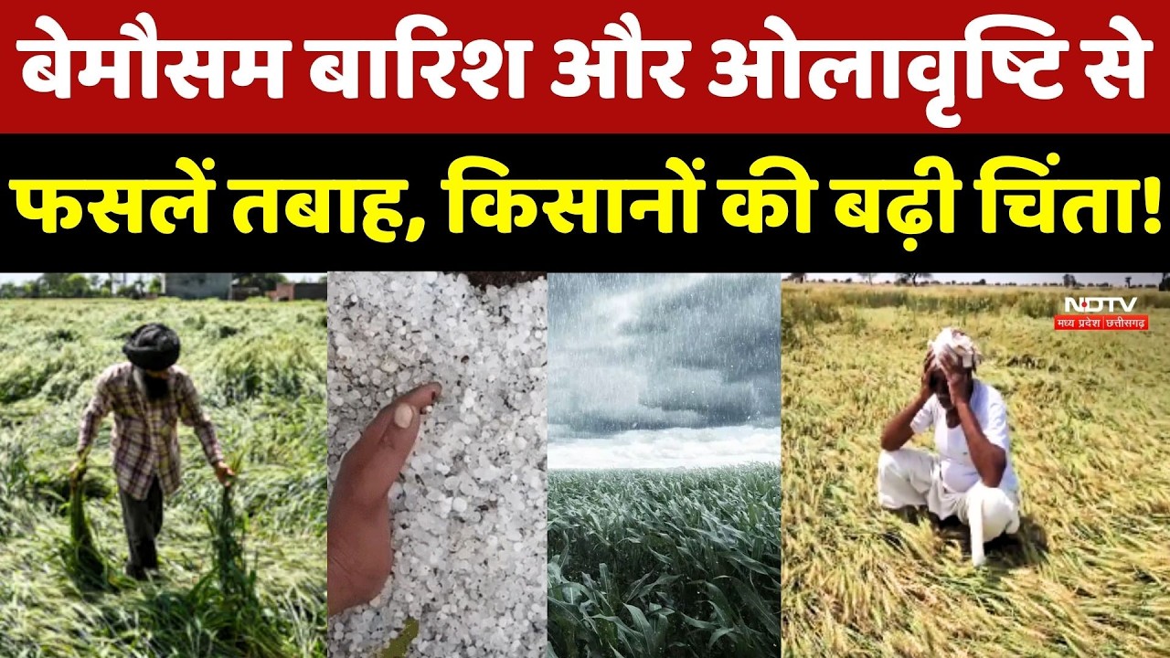 Raisen में बेमौसम बारिश और ओलावृष्टि से फसलें तबाह, Farmers की बढ़ी चिंता!