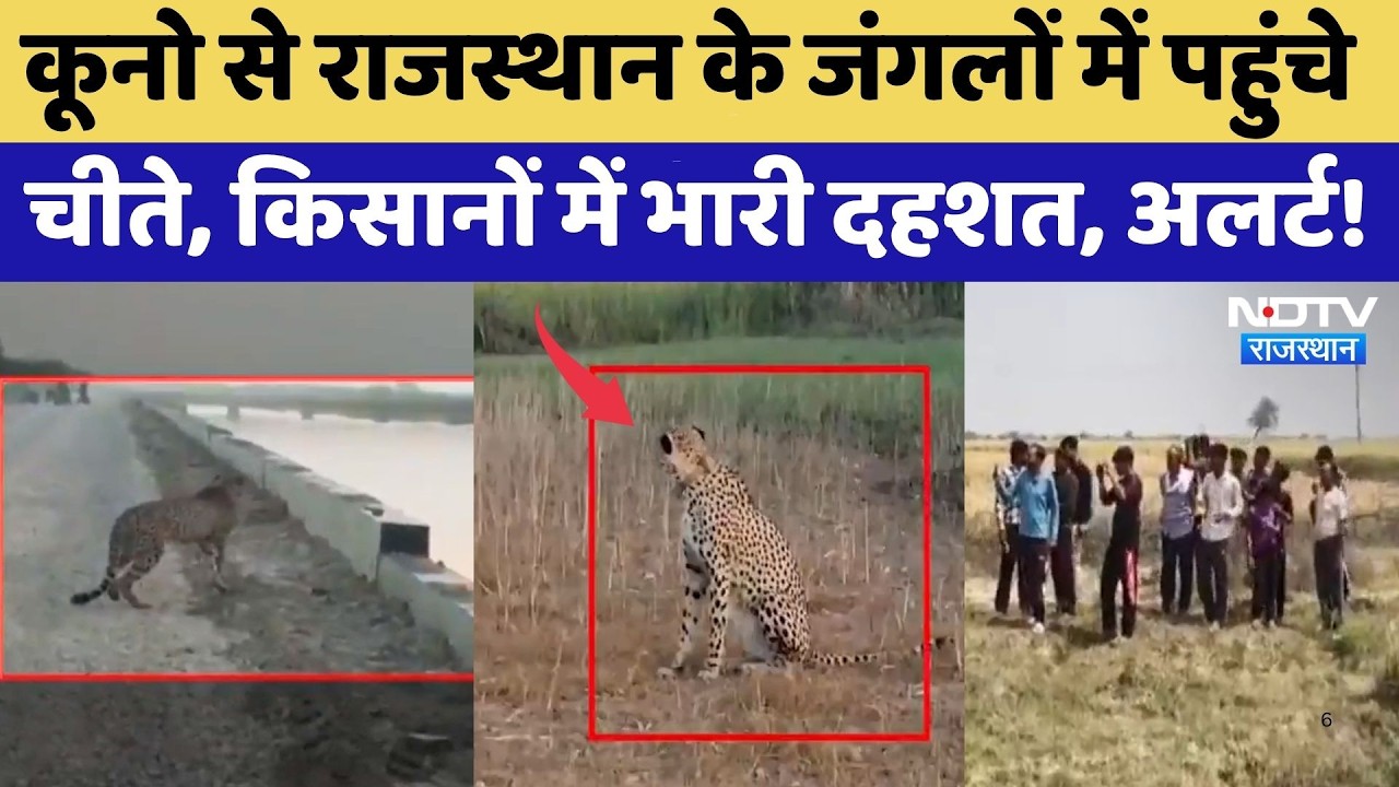 Kuno से Rajasthan के जंगलों में पहुंचे चीते, किसानों में भारी दहशत, अलर्ट! | KP2 Cheetah
