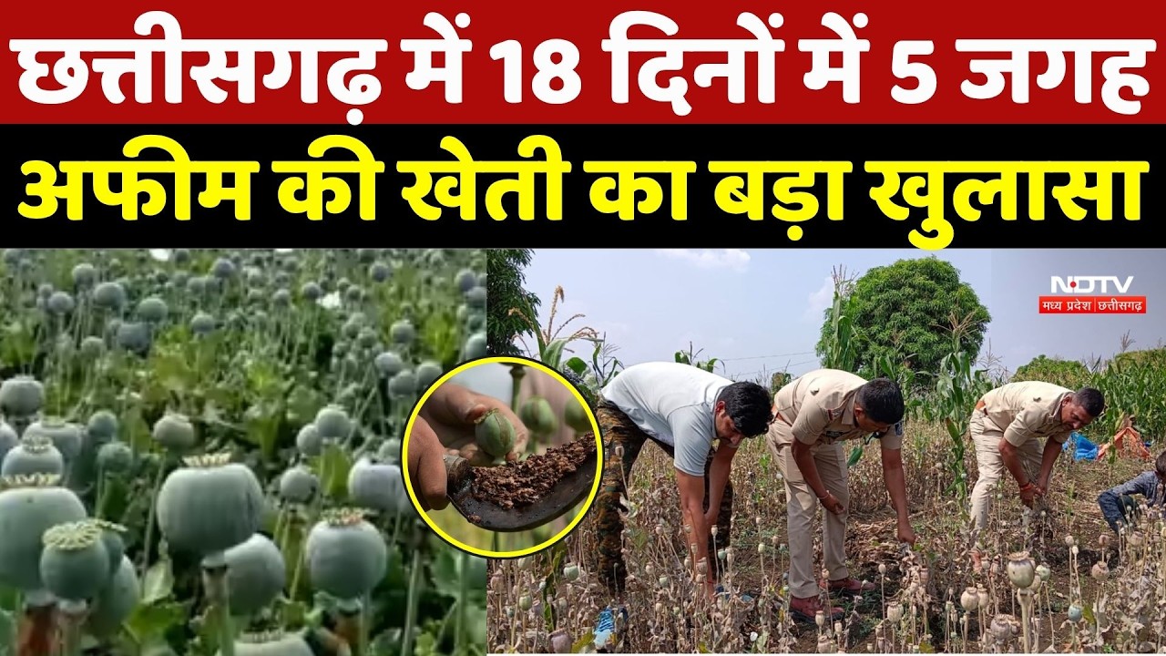 Illegal Opium Farming: छत्तीसगढ़ में 18 दिनों में 5 जगह अफीम की खेती का बड़ा खुलासा | Breaking News