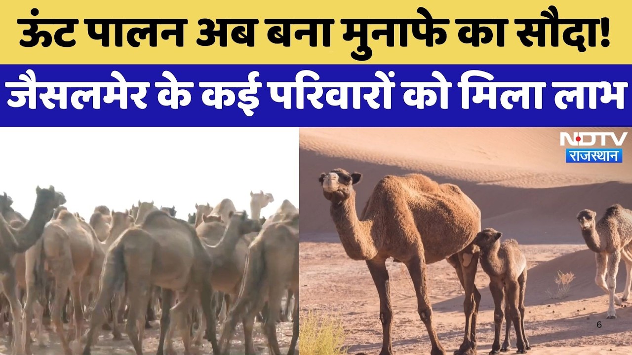 Camel Conservation: ऊंट पालन अब बना मुनाफे का सौदा! Jaisalmer के 700 परिवारों को मिला लाभ | Latest