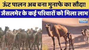 Camel Conservation: ऊंट पालन अब बना मुनाफे का सौदा! Jaisalmer के 700 परिवारों को मिला लाभ | Latest