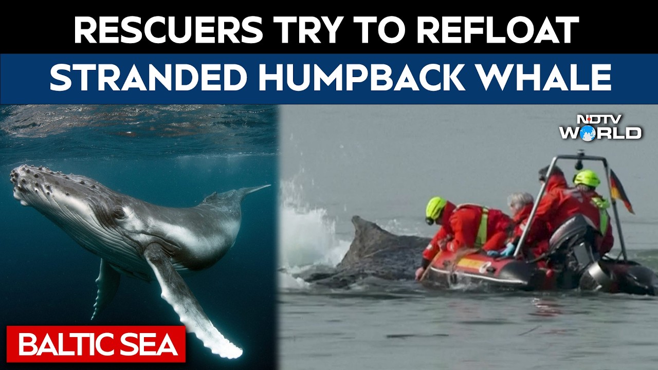 Whale Rescue | Rescuers Try To Refloat Stranded Humpback Whale In Germany&rsquo;s Baltic Sea