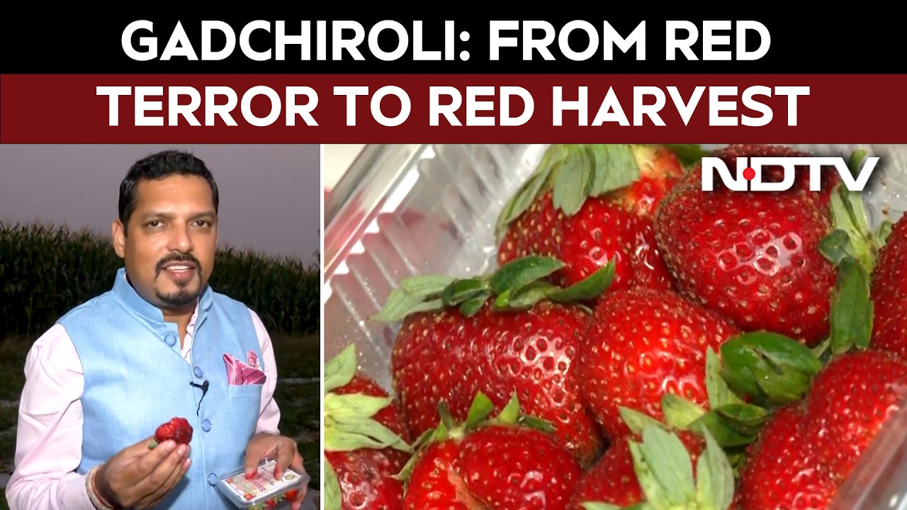 Maharashtra's Gadchiroli From Red Terror To Red Harvest