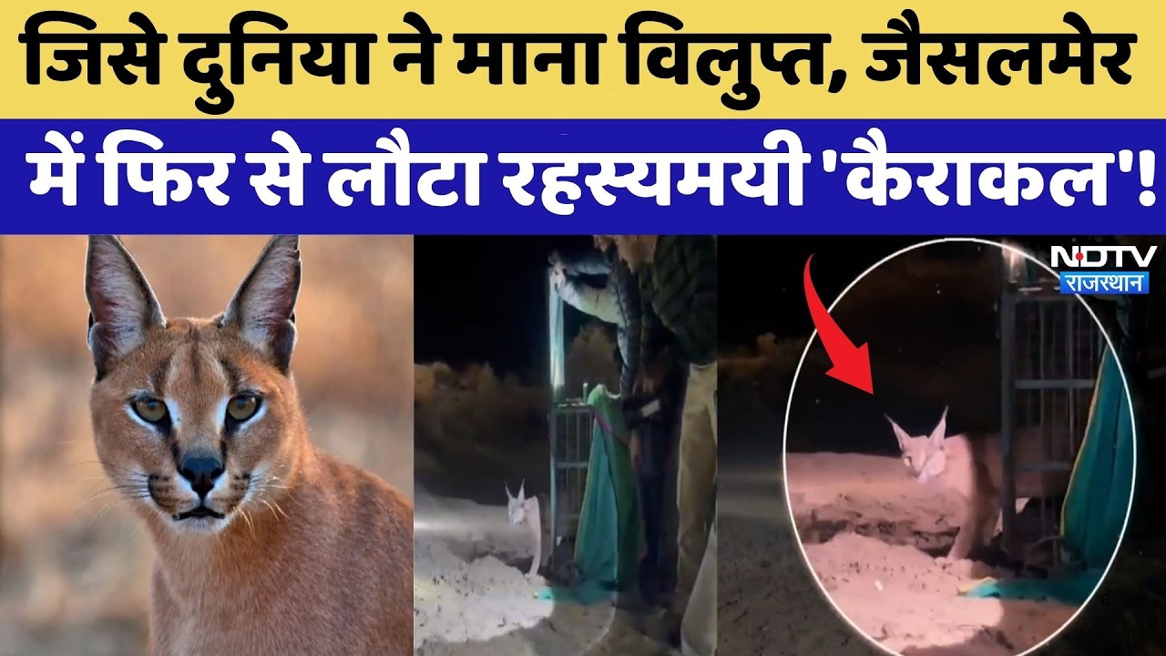 Desert Cheetah: जिसे दुनिया ने माना विलुप्त, Jaisalmer में फिर से लौटा Mysterious Caracal