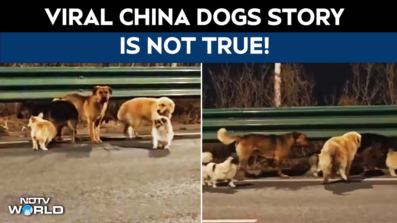 China's Viral '7 Stolen Dogs' Story Turns Out To Be Fake. Here's What Really Happened