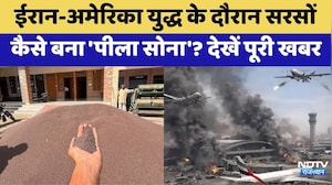 Iran-US war : Mustard  कैसे बन गया 'Yellow Gold' ? | Top News | Mustard Oil Prices | Bikaner Mandi