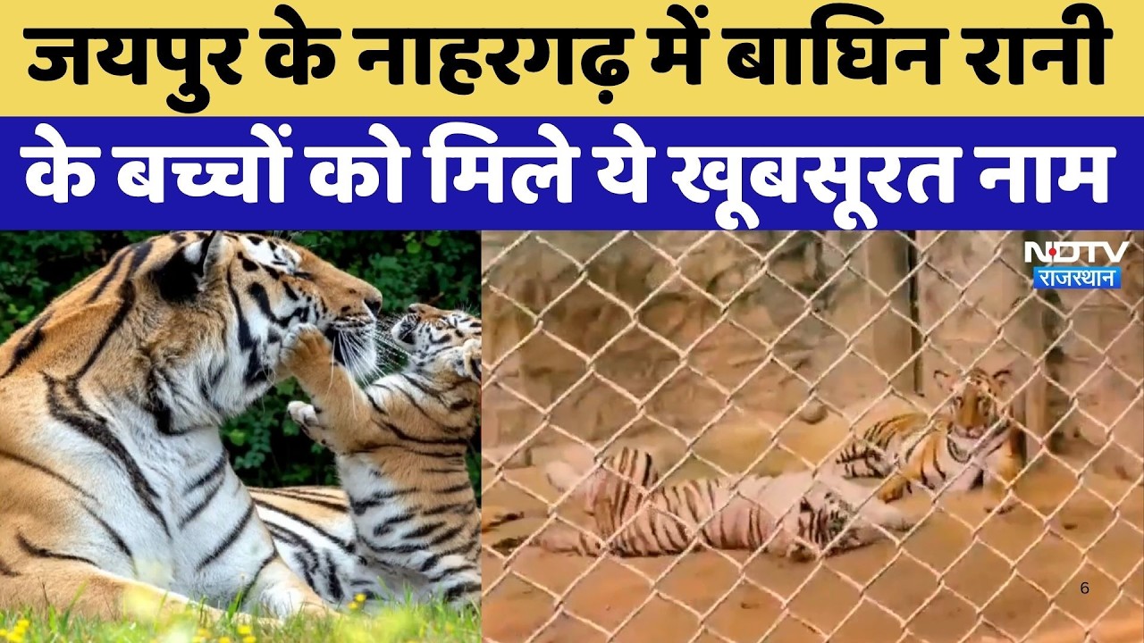 Jaipur के Nahargarh में Tigress Rani के बच्चों को मिले ये खूबसूरत नाम | Top News