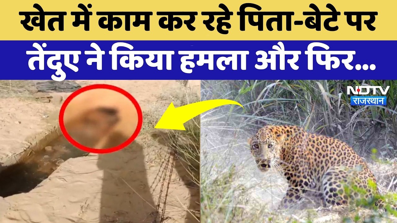 Leopard Attack in Bikaner: खेत में काम कर रहे पिता-बेटे पर तेंदुए ने किया हमला, देखिए क्या हुआ?