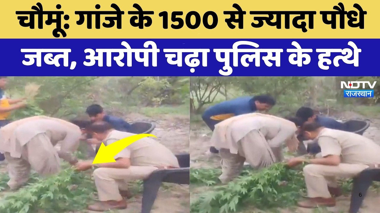 Chomu News: सामोद में गांजे की खेती का भंडाफोड़, 1500 से ज्यादा पौधे बरामद! Rajasthan | Breaking