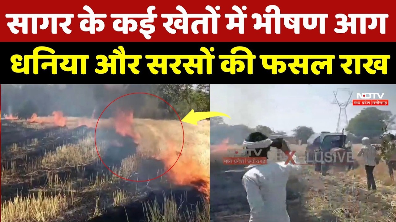 Sagar Fire News: सागर के कई खेतों में भीषण आग धनिया और सरसों की फसल राख | Top Breaking | Crop Fire