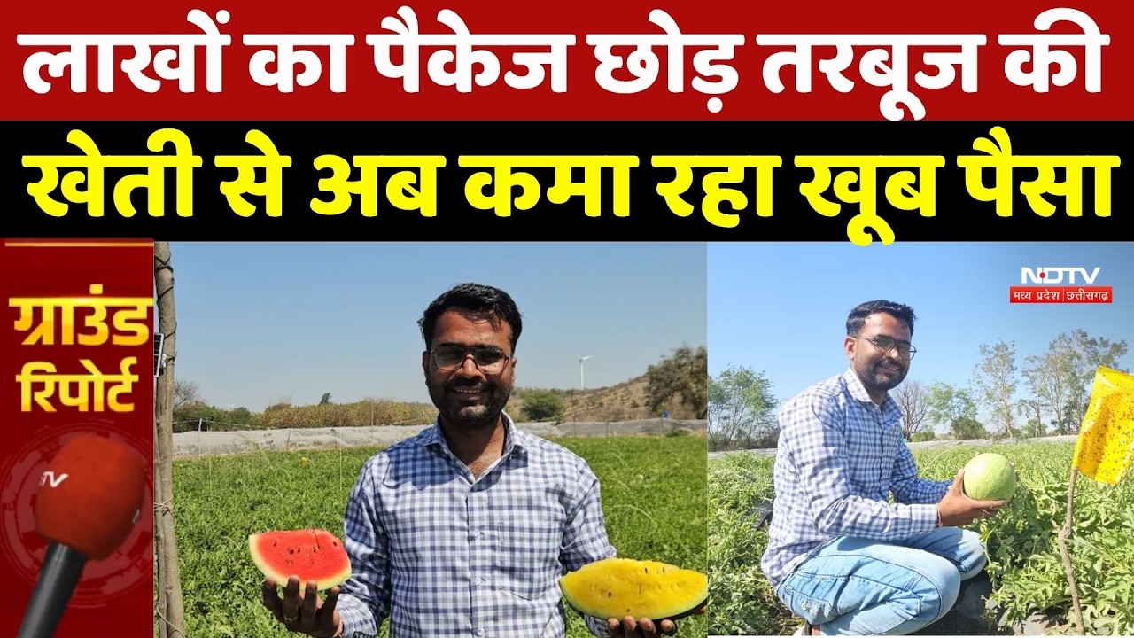 Agar Malwa Farmer Success Story: ये किसान लाल‑पीले तरबूज की स्मार्ट खेती से कर रहा बंपर कमाई | MP
