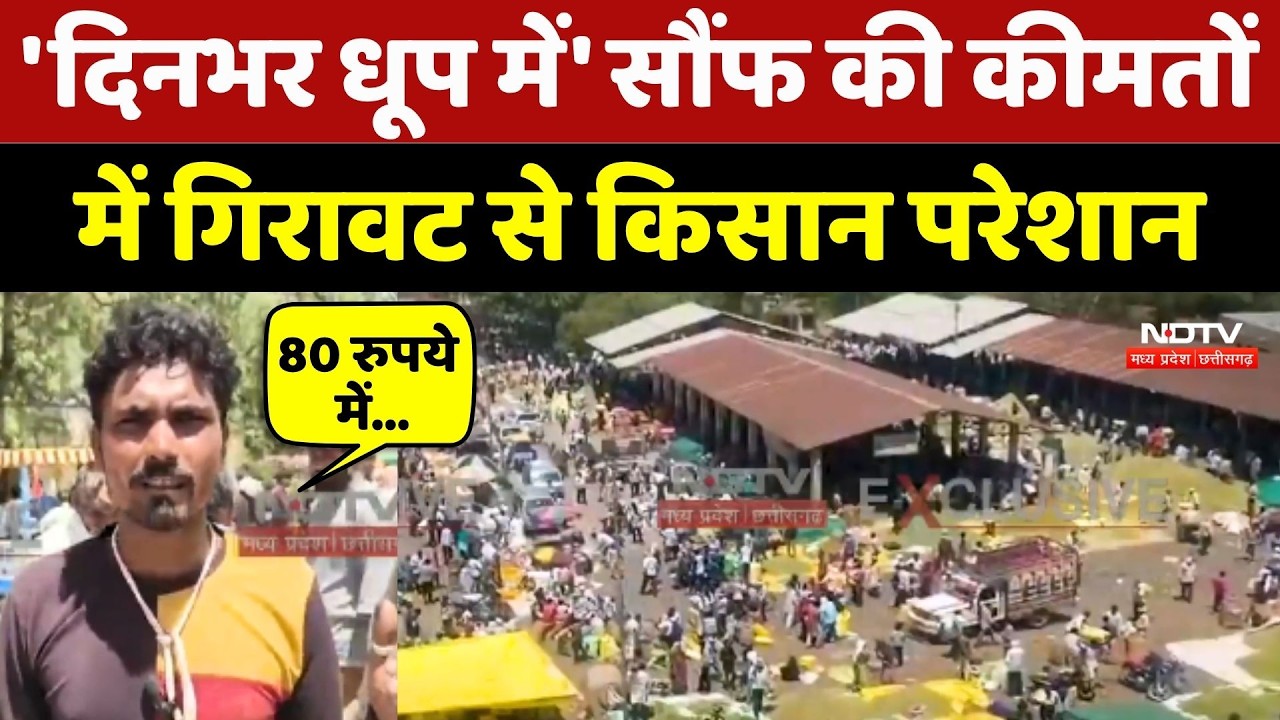 Barwani Farmer: 'दिनभर धूप में...' Saunf की कीमतों में गिरावट से किसान परेशान