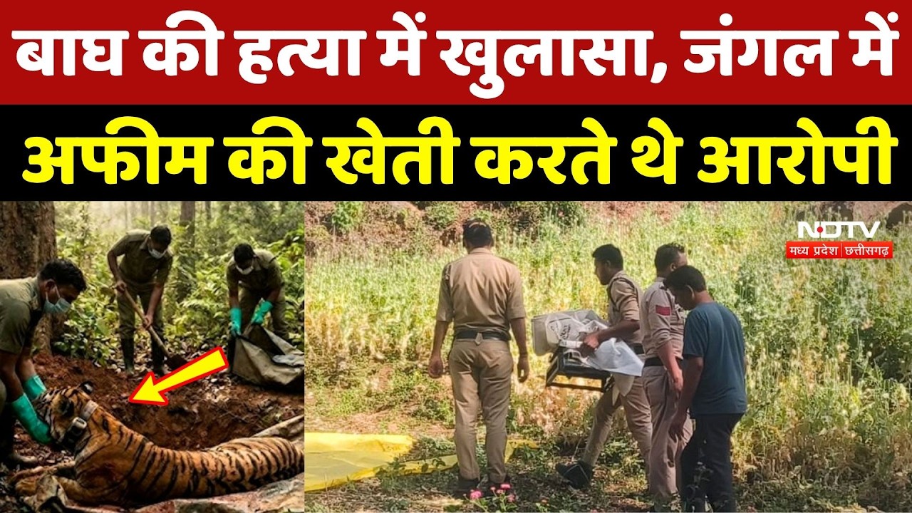 Chhindwara Tiger Murder Case: बाघ की हत्या में खुलासा, जंगल में Afeem की खेती करते थे आरोपी