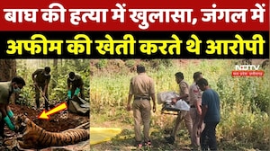 Chhindwara Tiger Murder Case: बाघ की हत्या में खुलासा, जंगल में Afeem की खेती करते थे आरोपी