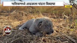 White Leopard Spotted | नाशिकमध्ये आढळला पांढरा बिबट्या, व्हिडीओ पाहा ।  NDTV Marathi news