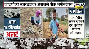 अवकाळी पावसाचा Beed ला तडाखा; काढणीच्या उंबरठ्यावर असलेले पीक जमीनदोस्त, नुकसानीचा घेतलेला आढावा