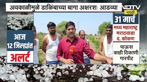 Unseasonal Rain in Chhatrapati Sambhajinagar | अवकाळीमुळे डाळिंबाच्या बागा अक्षरश: आडव्या