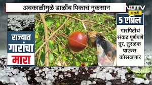 Unseasonal Rain in Nashik | सटाणा तालुक्याला गारपीट, अवकाळीने झोडपलं; डाळींब पिकाचं मोठं नुकसान