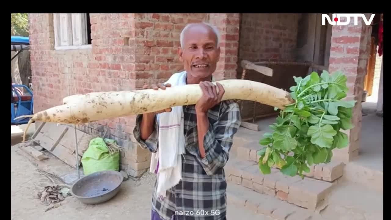 VIDEO: यूपी के किसान का कमाल, खेत में उगा दी 5 फीट लंबी मूली