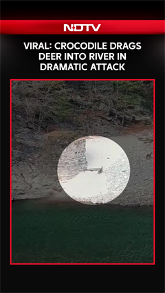 Viral Video: Crocodile Drags Deer Into River In Dramatic Attack