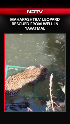 Maharashtra News | Leopard Rescued From Well In Yavatmal