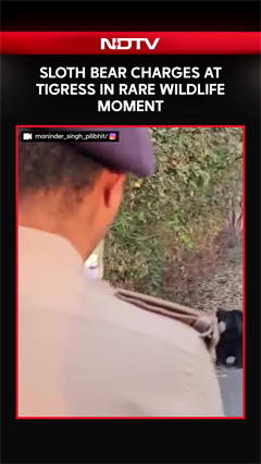 Sloth Bear Charges At Tigress In Rare Wildlife Moment At Pilibhit Tiger Reserve