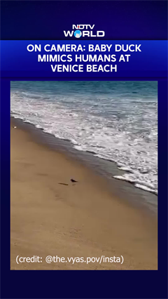 On Camera: Baby Duck Mimics Humans At Los Angeles' Venice Beach