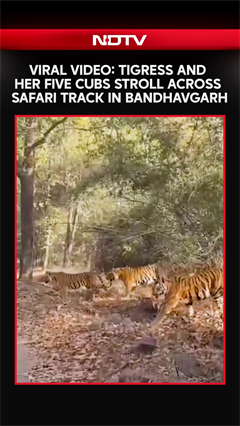 Tigress And Her Five Cubs Stroll Across Safari Track In Bandhavgarh, Internet Amazed