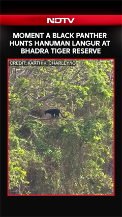 Moment Black Panther Hunts Hanuman Langur At Bhadra Tiger Reserve