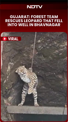 Gujarat: Forest Team Rescues Leopard That Fell Into A Well In Bhavnagar