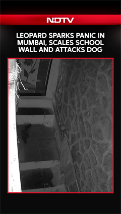 Video: Leopard Sparks Panic In Mumbai, Scales School Wall And Attacks Dog