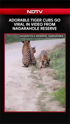 Karnataka News | Adorable Tiger Cubs Go Viral In Video From Nagarhole Reserve