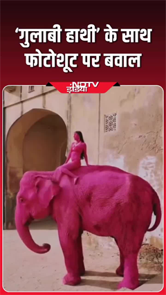 गुलाबी हाथी के साथ फोटोशूट, मच गया बवाल