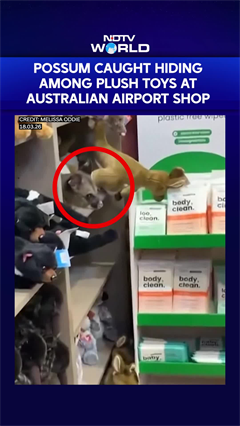 Possum Caught Hiding Among Plush Toys At Australian Airport Toy Shop