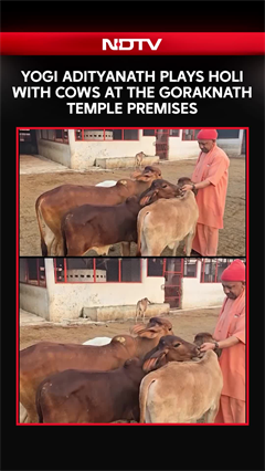 Yogi Adityanath Plays Holi With Cows At The Goraknath Temple Premises