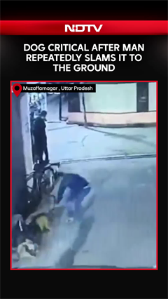 Street Dog Critical After Man Repeatedly Slams It To Ground