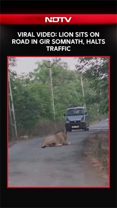Viral Video: Lion Sits On Road In Gir Somnath, Halts Traffic