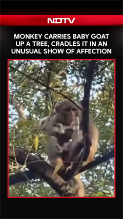 Monkey Carries Baby Goat Up A Tree, Cradles It In An Unusual Show Of Affection