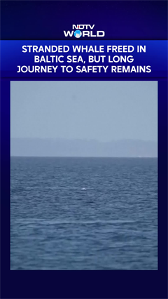 Stranded Whale Freed In Baltic Sea, Long Journey To Safety Remains