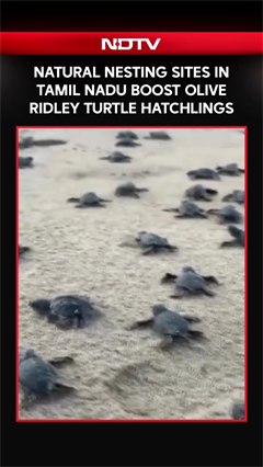 Natural Nesting Sites In Tamil Nadu Boost Olive Ridley Turtle Hatchlings