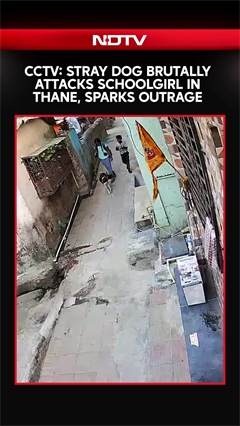 Maharashtra News | CCTV: Stray Dog Brutally Attacks Schoolgirl in Thane, Sparks Outrage