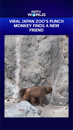 Punch The Lonely Monkey | Viral Japan Zoo&rsquo;s Punch Monkey Finds A New Friend