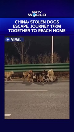 Corgi Guides 7 Stolen Dogs In 17 Km Escape, Survival Journey Stuns Internet