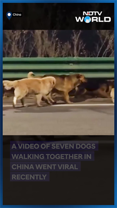 Viral Video: China's Viral '7 Stolen Dogs' Story Turns Out To Be Fake. Here's What Really Happened