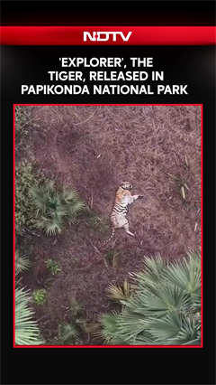 Tiger &lsquo;Explorer&rsquo; Released In Papikonda National Park, Andhra Pradesh; Official Shares Visuals