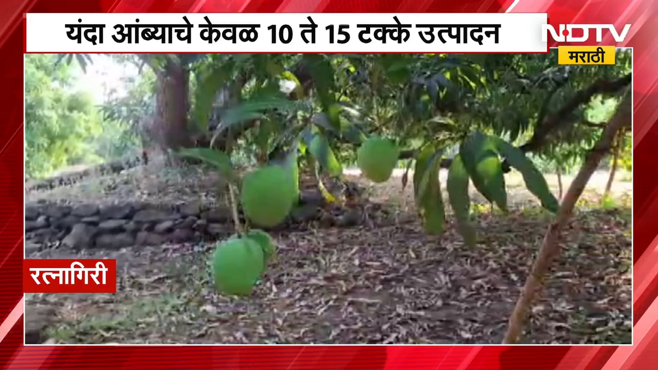Ratnagiri | आंबा बागायतदार मोठ्या संकटात, यंदा आंब्याचे केवळ 10 ते 15 टक्के उत्पादन | NDTV मराठी