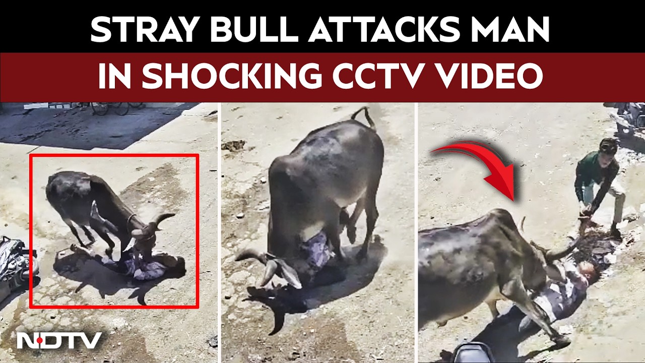 On Camera: Stray Bull Attacks Man In Gujarat, CCTV Captures Horror
