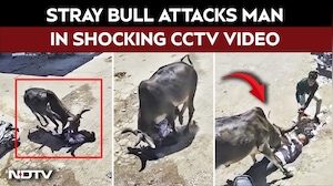 On Camera: Stray Bull Attacks Man In Gujarat, CCTV Captures Horror