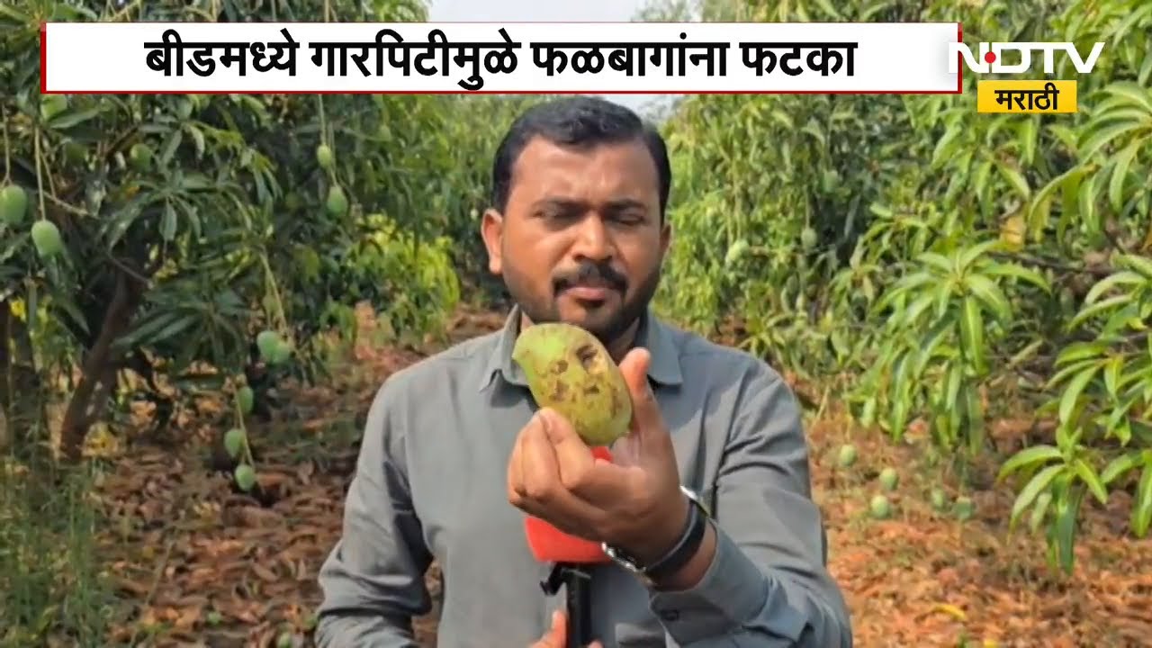Beed | गारपिटीचा बीडमधील फळबागांना फटका! थेट शेतातून NDTV मराठीचा आढावा | NDTV मराठी