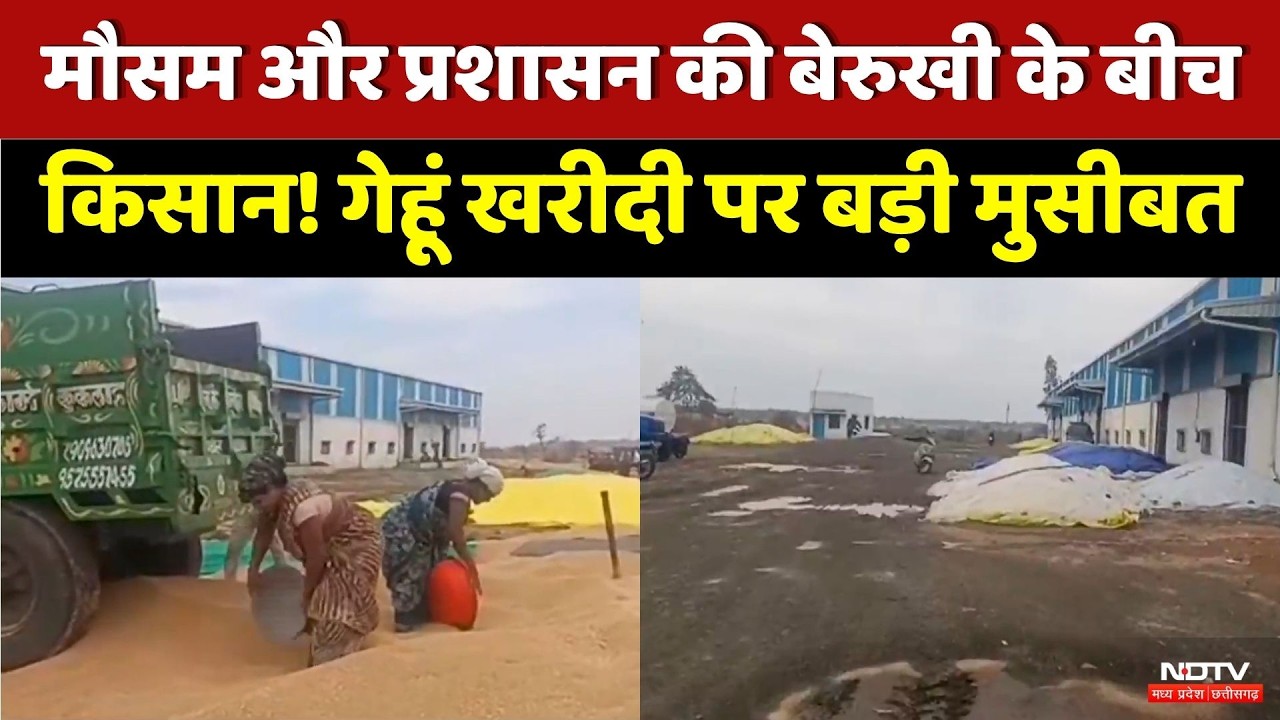 Gehu Kharidi 2026: Mausam की मार और Administration की बेरुखी के बीच फंसा Farmer!  | Top News